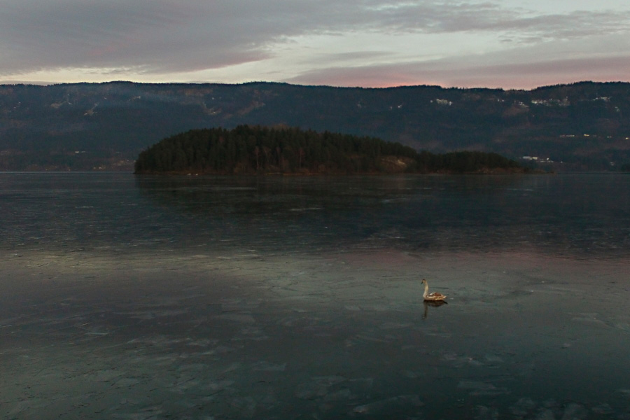 swan lake