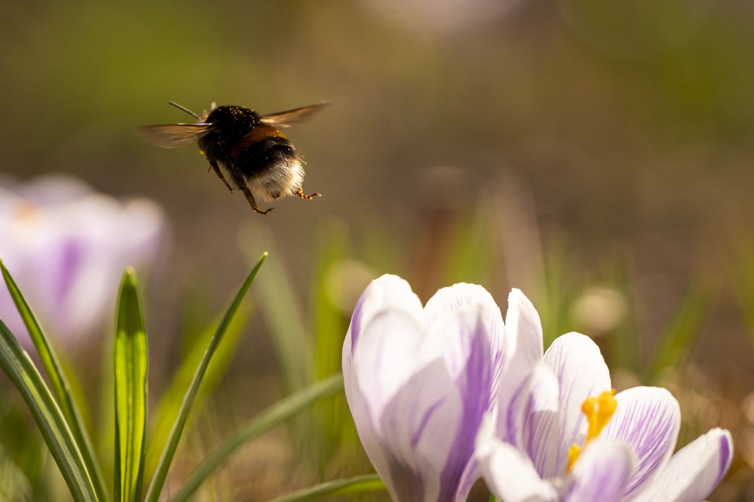 Det spirer og gror i Sør-Norge. Det kan bli opp mot 26 grader enkelte steder på Østlandet og Sørlandet de kommende dagene.