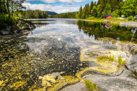 Pollen i vannet ved Skjærsjødammen i Nordmarka i Oslo.