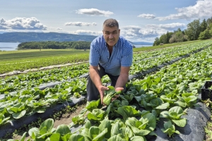 Pak choy-eventyret starter på Røyse