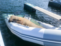 En hvalross la seg lørdag til å sove i en båt ved Kragerø. Kystvakten har sperret av området rundt båten.