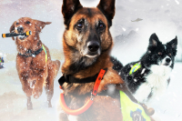 Unghunden Nano, som er under opptrening, og erfarne Erox og Spiff pryder plakaten for NRKs nye hundeserie «Redningshundene», som er å se på NRK nå.