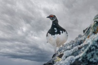 Hvor mange kyllinger som faktisk vokser opp avgjøres i veldig stor grad av predasjon fra rev og annet smårovvilt. I år har det vært lite mus og lemen i Sør-Norge, noe som har økt presset på rypekyllingene.